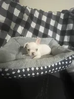 Little G, a female French Bulldog for sale in Lehigh Acres, FL – 7 of 7
