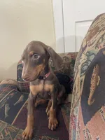 Peach, a female Doberman Pinscher for sale in Lehigh Acres, FL – Photo 2 of 3