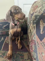 Peach, a female Doberman Pinscher for sale in Lehigh Acres, FL – Photo 3 of 3