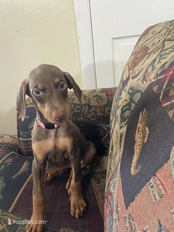 Peach – Doberman Pinscher puppy for sale in Lehigh Acres, FL