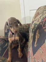 Peach, a female Doberman Pinscher for sale in Lehigh Acres, FL – Photo 1 of 3