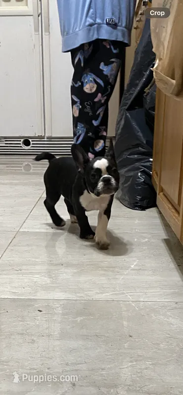 Cookie – French Bulldog puppy for sale in Lehigh Acres, FL