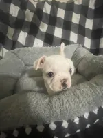 Little G, a female French Bulldog for sale in Lehigh Acres, FL – 2 of 7