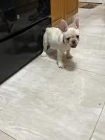 Bell, a female French Bulldog for sale in Lehigh Acres, FL – 8 of 10
