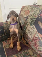 Purple, a female Doberman Pinscher for sale in Lehigh Acres, FL – Photo 3 of 3
