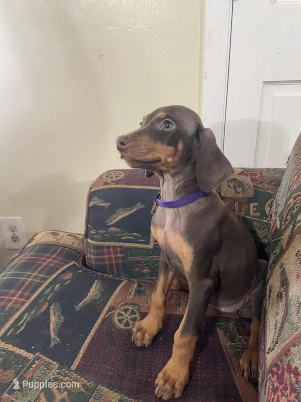 Purple – Doberman Pinscher puppy for sale in Lehigh Acres, FL