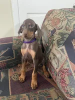 Purple, a female Doberman Pinscher for sale in Lehigh Acres, FL – Photo 2 of 3