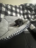 Midnight , a male French Bulldog for sale in Lehigh Acres, FL – 4 of 5