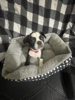 Cookie, a female French Bulldog for sale in Lehigh Acres, FL – 6 of 9