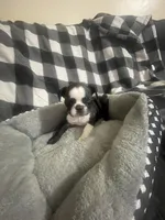 Cookie, a female French Bulldog for sale in Lehigh Acres, FL – 8 of 9