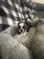 Cookie, a female French Bulldog for sale in Lehigh Acres, FL – 3 of 9
