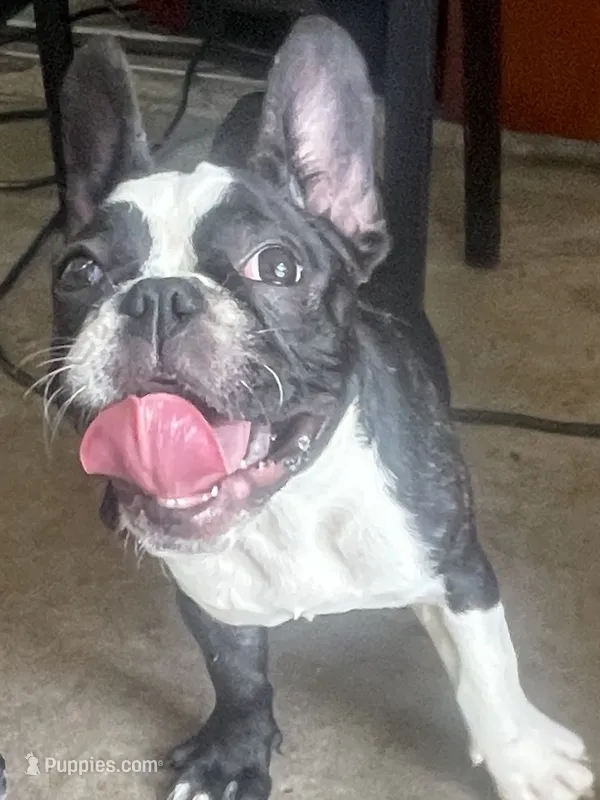 Cookie – French Bulldog puppy for sale in Lehigh Acres, FL