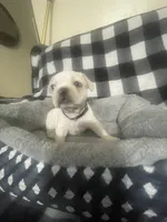 Baby Bruno, a male French Bulldog for sale in Lehigh Acres, FL – 2 of 7