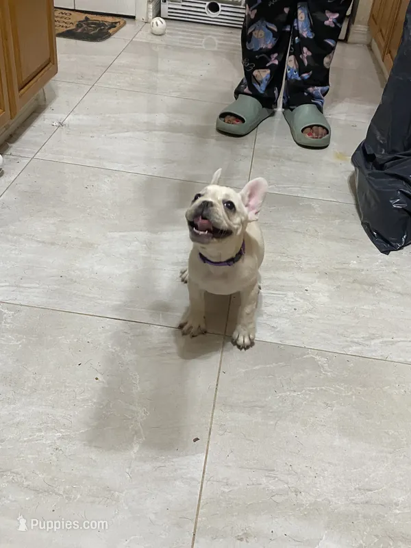 Bell – French Bulldog puppy for sale in Lehigh Acres, FL