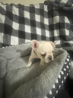 Bell, a female French Bulldog for sale in Lehigh Acres, FL – 2 of 9