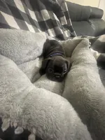 Midnight , a male French Bulldog for sale in Lehigh Acres, FL – 3 of 5