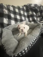 Little G, a female French Bulldog for sale in Lehigh Acres, FL – 5 of 7