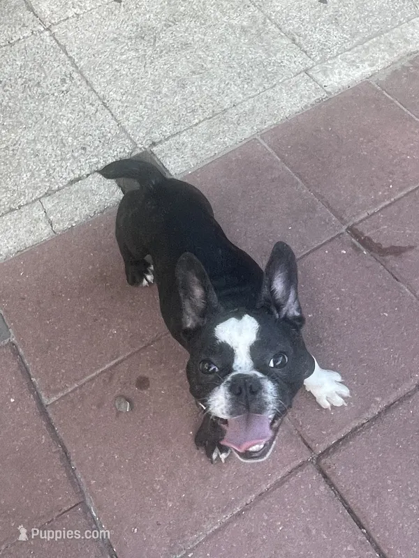 Cookie – French Bulldog puppy for sale in Lehigh Acres, FL