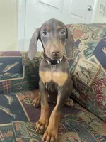 Pinkie , a female Doberman Pinscher for sale in Lehigh Acres, FL – Photo 1 of 3