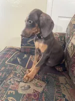 Pinkie , a female Doberman Pinscher for sale in Lehigh Acres, FL – Photo 2 of 3