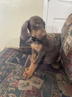 Pinkie , a female Doberman Pinscher for sale in Lehigh Acres, FL – Photo 3 of 3