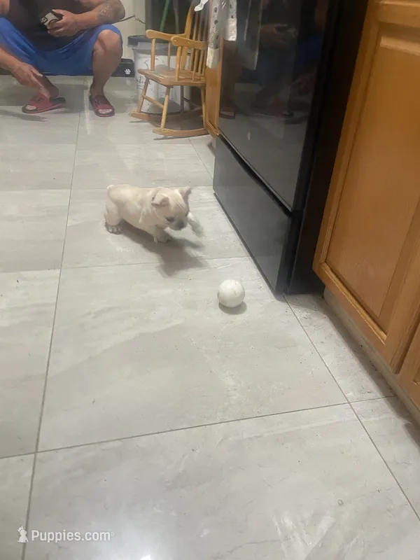 Bell – French Bulldog puppy for sale in Lehigh Acres, FL