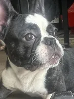 Cookie, a female French Bulldog for sale in Lehigh Acres, FL – 4 of 5