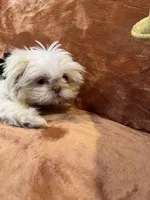 AKC Jake, a male Shih Tzu for sale in Greenville, SC – Photo 4 of 4