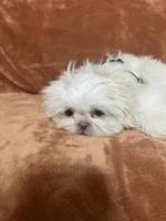 AKC Jake, a male Shih Tzu for sale in Greenville, SC – Photo 3 of 4