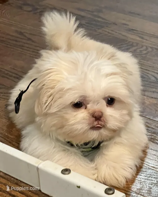 AKC Jake – Shih Tzu puppy for sale in Greenville, SC