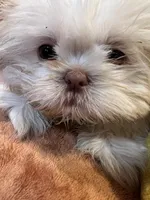 AKC Jake, a male Shih Tzu for sale in Greenville, SC – Photo 2 of 4