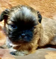 Sammy, a male Shih Tzu for sale in Greenville, SC – Photo 3 of 4