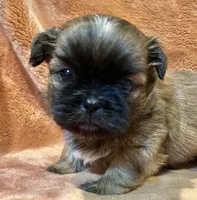 Sammy, a male Shih Tzu for sale in Greenville, SC – Photo 2 of 4