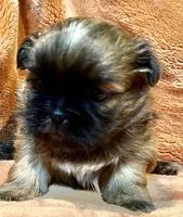 Sammy, a male Shih Tzu for sale in Greenville, SC – Photo 1 of 4