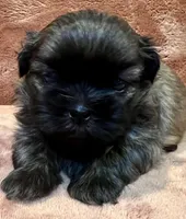 AKC Sly, a male Shih Tzu for sale in Greenville, SC – Photo 2 of 4