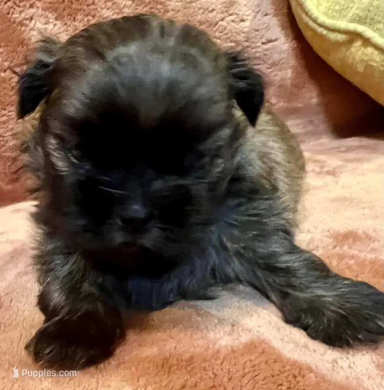 AKC Sly – Shih Tzu puppy for sale in Greenville, SC