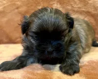 AKC Sly, a male Shih Tzu for sale in Greenville, SC – Photo 3 of 4