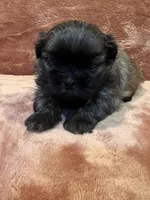 AKC Sly, a male Shih Tzu for sale in Greenville, SC – Photo 4 of 4