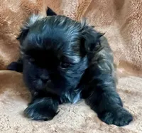 Doc AKC, a male Shih Tzu for sale in Greenville, SC – 4 of 5