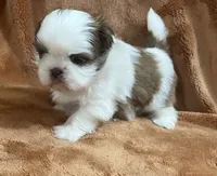 Wyatt, a male Shih Tzu for sale in Greenville, SC – 2 of 5