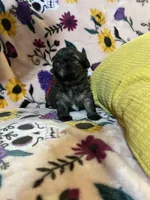 Pumpkin, a female Shih Tzu and Brussels Griffon for sale in Greenville, SC – Photo 5 of 5