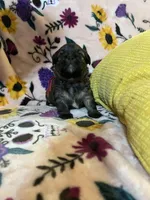 Pumpkin, a female Shih Tzu and Brussels Griffon for sale in Greenville, SC – Photo 2 of 5