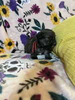 Pumpkin, a female Shih Tzu and Brussels Griffon for sale in Greenville, SC – Photo 4 of 5