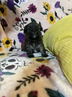 Pumpkin, a female Shih Tzu and Brussels Griffon for sale in Greenville, SC – Photo 3 of 5