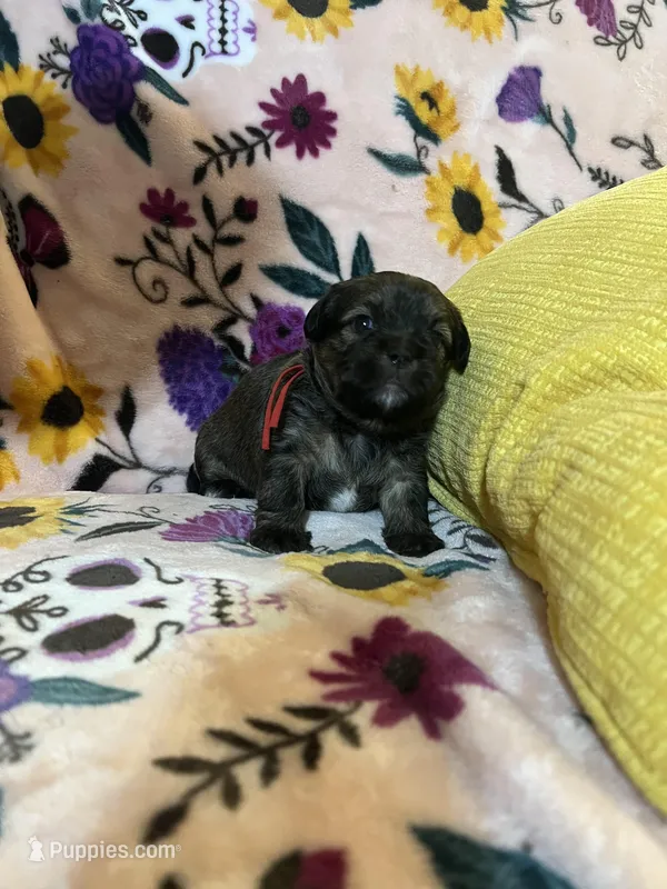 Pumpkin, a female Shih Tzu and Brussels Griffon for sale in Greenville, SC – Photo 1 of 5