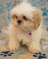 Jake, a male Shih Tzu for sale in Greenville, SC – Photo 7 of 7