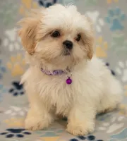 Jake, a male Shih Tzu for sale in Greenville, SC – Photo 2 of 7