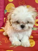 Jake, a male Shih Tzu for sale in Greenville, SC – Photo 5 of 7