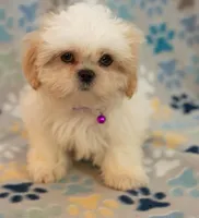 Jake, a male Shih Tzu for sale in Greenville, SC – Photo 1 of 7