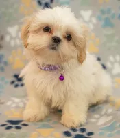 Jake, a male Shih Tzu for sale in Greenville, SC – Photo 6 of 7